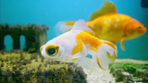 Zlatá Žlutá Ryba Nádrži Vodu — Stock video