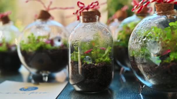 Закрыть Несколько Стеклянных Бутылок Террариумом Внутри Красивая Процветающая Миниатюрная Экосистема — стоковое видео
