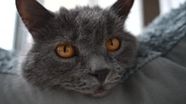 İngiliz Shorthair kedisine yakın, turuncu gözlü, yatakta uzanmış