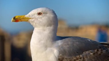 Arka planda bulanık şehir görüntüsü olan martının yakın plan görüntüsü