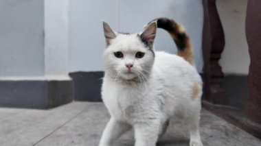 Turuncu ve siyah detayları olan beyaz kedi avluda dolaşıyor.