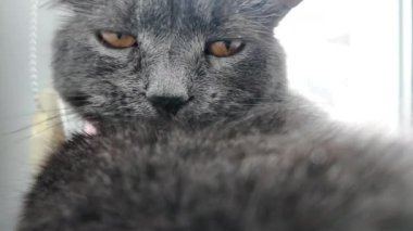 Turuncu gözlü İngiliz Shorthair kedisi, yatağa uzanıp kendini temizliyor.