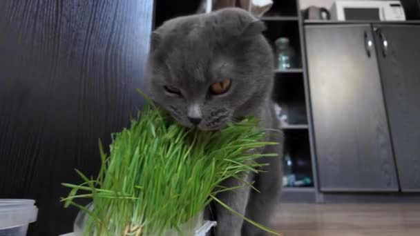 British Shorthair Cat Orange Eyes Eating Cat Grass — Stock Video