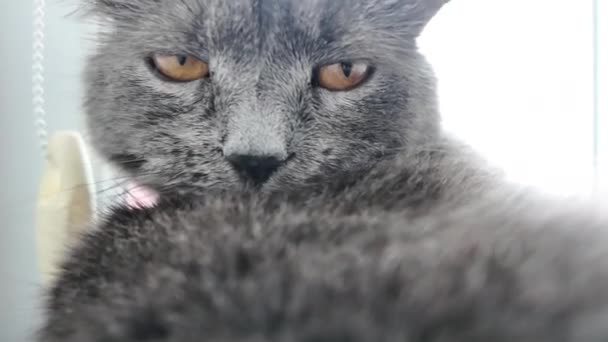British Shorthair Gato Con Los Ojos Anaranjados Acostado Cama Limpiándose — Vídeos de Stock