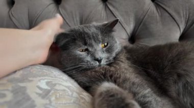 Bir İngiliz Shorthair kedisini okşayan turuncu gözlü bir kadın, yatakta yatıyor.