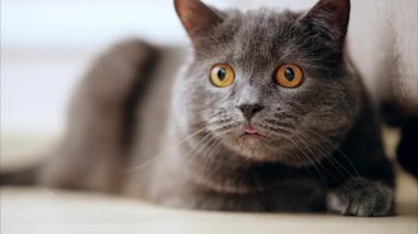 Yerde yatan turuncu gözlü İngiliz Shorthair kedisi etrafa bakıyor.