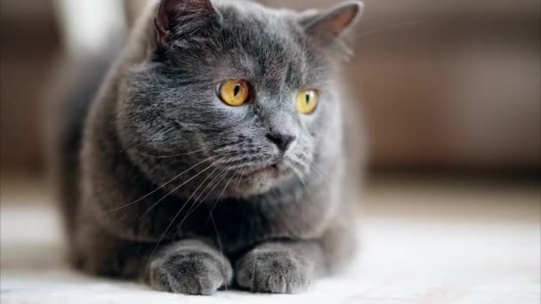 British Shorthair Gato Con Los Ojos Anaranjados Acostado Suelo Jugando — Vídeos de Stock