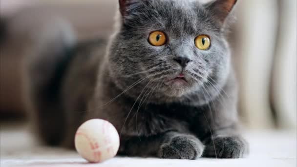 British Shorthair Gato Con Los Ojos Anaranjados Acostado Suelo Cerca — Vídeos de Stock