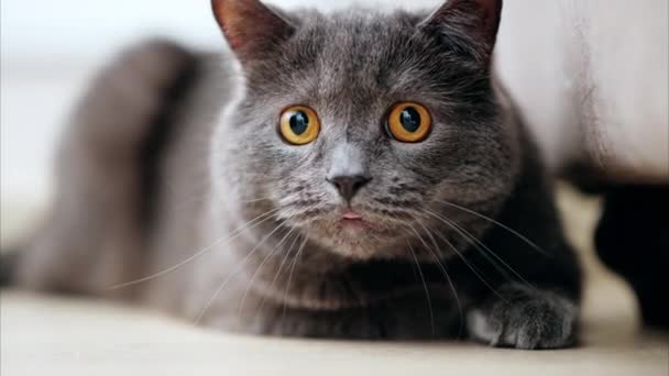 British Shorthair Gato Con Los Ojos Anaranjados Acostado Suelo Mirando — Vídeos de Stock
