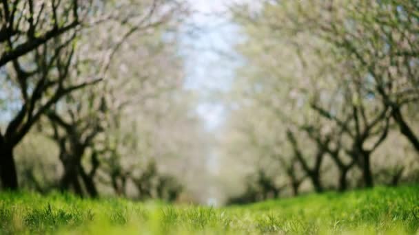Поле Квітучих Мигдальних Дерев Зеленої Трави — стокове відео