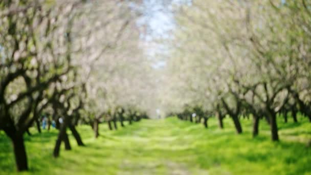Nezaostřené Pole Kvetoucích Mandlovníků Zelené Trávy — Stock video