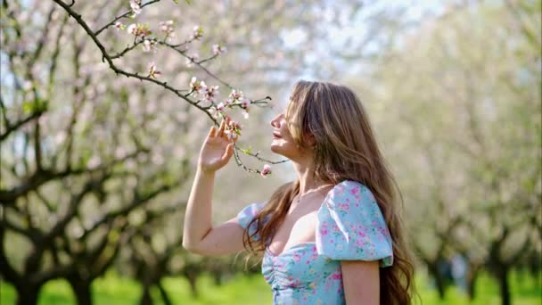 Брюнетка Блакитній Сукні Пахне Квіткою Полі Квітучих Мигдальних Дерев — стокове відео