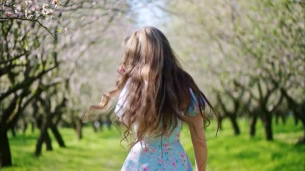 Brunett Kvinna Blå Klänning Snurrar Runt Ett Fält Blommande Mandelträd — Stockvideo