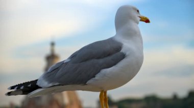 Arka planda bulanık şehir görüntüsü olan martının yakın plan görüntüsü