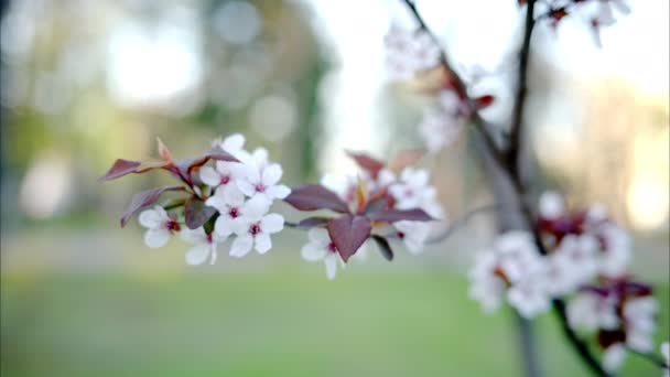 Гілка Дерева Квітами Цвіті Рухаються Вітром Парку — стокове відео