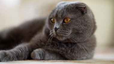 Yerde yatan turuncu gözlü İngiliz Shorthair kedisi etrafa bakıyor.