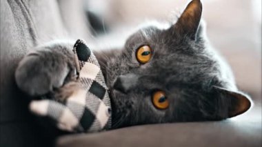 Kanepede uzanmış turuncu gözlü İngiliz Shorthair kedisi pençelerinde bir oyuncakla
