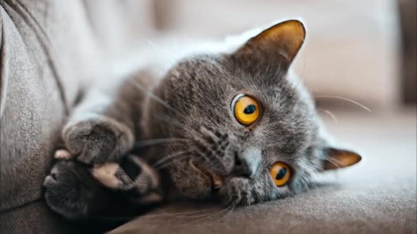 Британская Короткошерстная Кошка Оранжевыми Глазами Лежащая Диване Игрушкой Лапах — стоковое видео