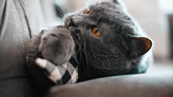 Británico Taquigrafía Gato Con Naranja Ojos Acostado Sofá Jugando Con — Vídeos de Stock