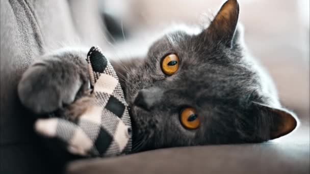 Британская Короткошерстная Кошка Оранжевыми Глазами Лежащая Диване Игрушкой Лапах — стоковое видео