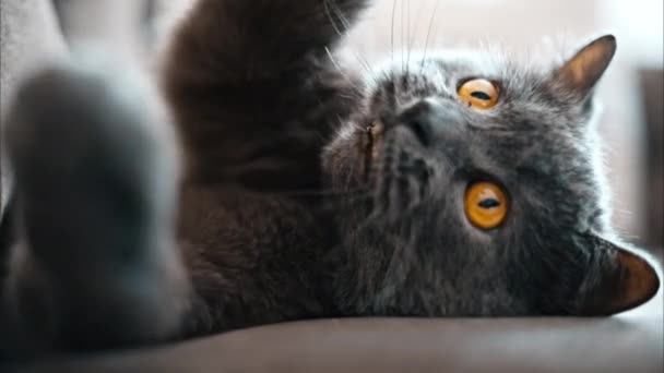 Британская Короткошерстная Кошка Оранжевыми Глазами Лежащая Диване Играющая Игрушкой — стоковое видео