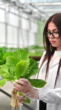 Beyaz önlüklü bir laboratuvar teknisyeni serada hidrofonik yöntemle yetiştirilen marulu inceliyor. Dikey