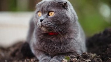 Turuncu gözlü gri İskoç kedisi bahçeye bakıyor.