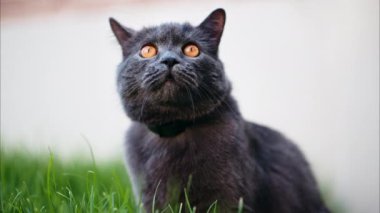 Turuncu gözlü İngiliz Shorthair kedisi bahçeye bakıyor