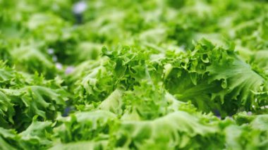 Serada hidrofonik metodla yetişen marul.