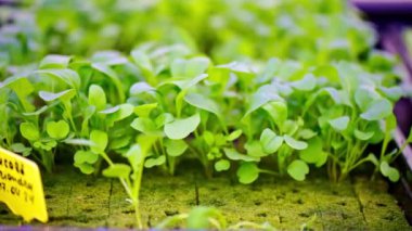 Arugula bir serada hidrofonik metodla büyüdü.