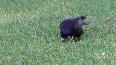 Hareket eden ve çimlerin arasından bakan bir kargayı kapat