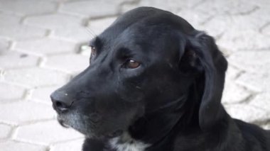 Dışarıya bakan siyah bir labrador av köpeğinin yanına.