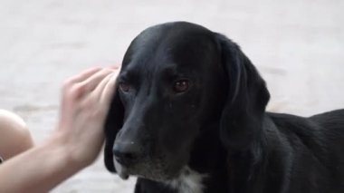 Kot ceketli bir kadın dışarıda labrador köpeği okşuyor.