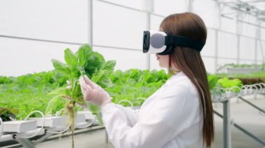Sanal gerçeklik kulaklığı takan beyaz önlüklü bir laboratuvar teknisyeni serada yetiştirilen marulları analiz ediyor.