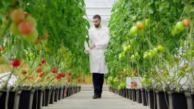 Beyaz önlüklü bir laboratuvar teknisyeni serada yetişen domatesleri inceliyor.