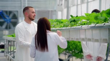 Beyaz önlüklü üç laboratuvar teknisyeni serada hidrofonik yöntemle yetiştirilen yabani çileklerle çalışıyor.