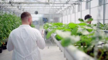 Beyaz önlüklü üç laboratuvar teknisyeni serada hidrofonik yöntemle yetiştirilen yabani çileklerle çalışıyor.