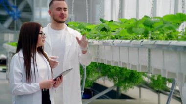 Beyaz önlüklü üç laboratuvar teknisyeni serada hidrofonik yöntemle yetiştirilen yabani çileklerle çalışıyor.
