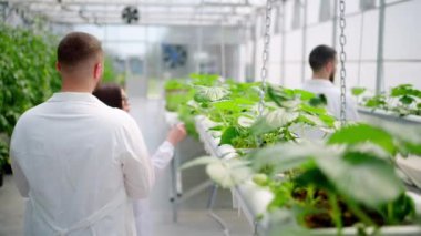 Beyaz önlüklü üç laboratuvar teknisyeni serada hidrofonik yöntemle yetiştirilen yabani çileklerle çalışıyor.