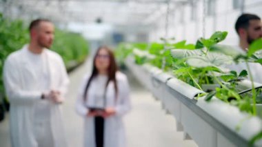 Beyaz önlüklü üç laboratuvar teknisyeni serada hidrofonik yöntemle yetiştirilen yabani çileklerle çalışıyor.