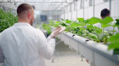 Beyaz önlüklü üç laboratuvar teknisyeni serada hidrofonik yöntemle yetiştirilen yabani çileklerle çalışıyor.