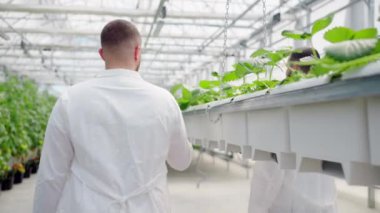 Beyaz önlüklü üç laboratuvar teknisyeni serada yetişen hidrofonik yöntemle yetiştirilen yabani çilekleri inceliyor.