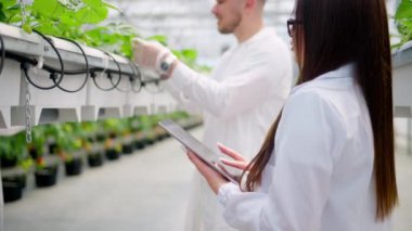 Beyaz önlüklü iki laboratuvar teknisyeni serada hidrofonik yöntemle yetiştirilen yabani çileklerle çalışıyorlar.