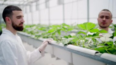Beyaz önlüklü iki laboratuvar teknisyeni serada hidrofonik yöntemle yetiştirilen yabani çileklerle çalışıyorlar.