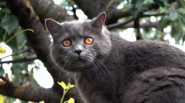 Turuncu gözlü İngiliz Shorthair kedisi bir ağaca bakıyor.