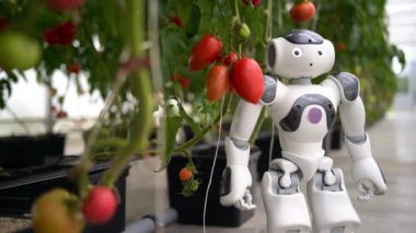 Bir seradaki domates sıralarının yanında duran insansı robot.