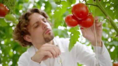 Beyaz önlüklü bir laboratuvar teknisyeni serada yetişen domatesleri inceliyor.