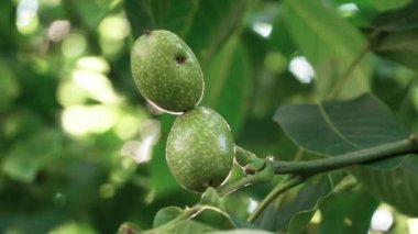 Gün ışığında ağaçtaki yeşil cevizleri kapat.