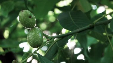 Gün ışığında ağaçtaki yeşil cevizleri kapat.