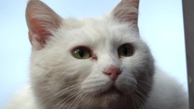 Arka planda mavi gökyüzü olan yeşil gözlü beyaz bir kediye yaklaş